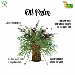 Poster-Palm-Facts-Batch-2-MPOFOG_5