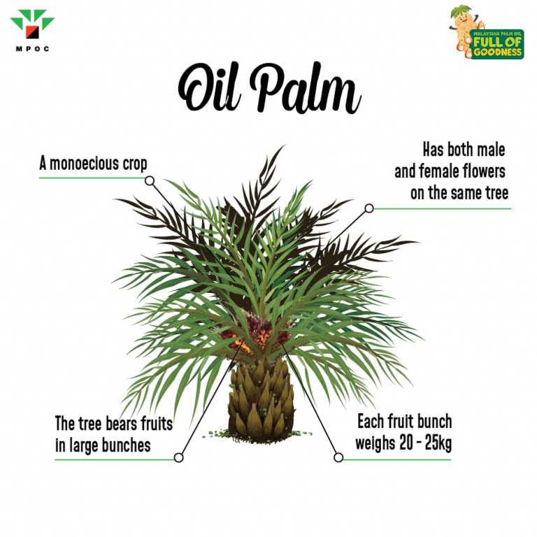 Poster Palm Facts - Batch 2 (MPOFOG)_5